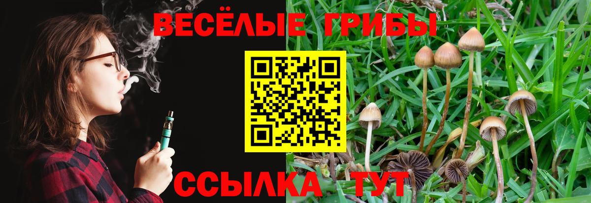 Псилоцибиновые грибы Psilocybe Воронеж