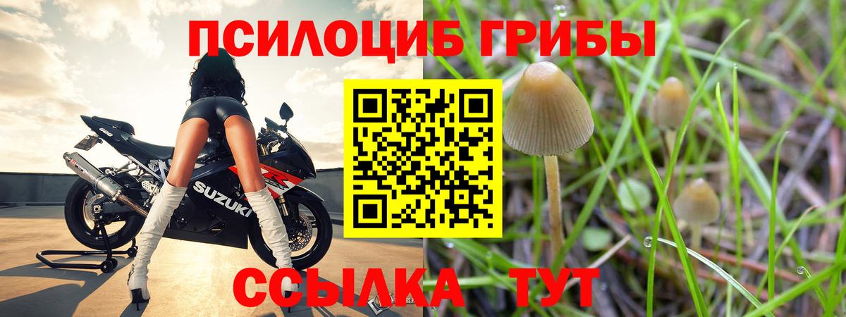 Галлюциногенные грибы Psilocybe  Воронеж 