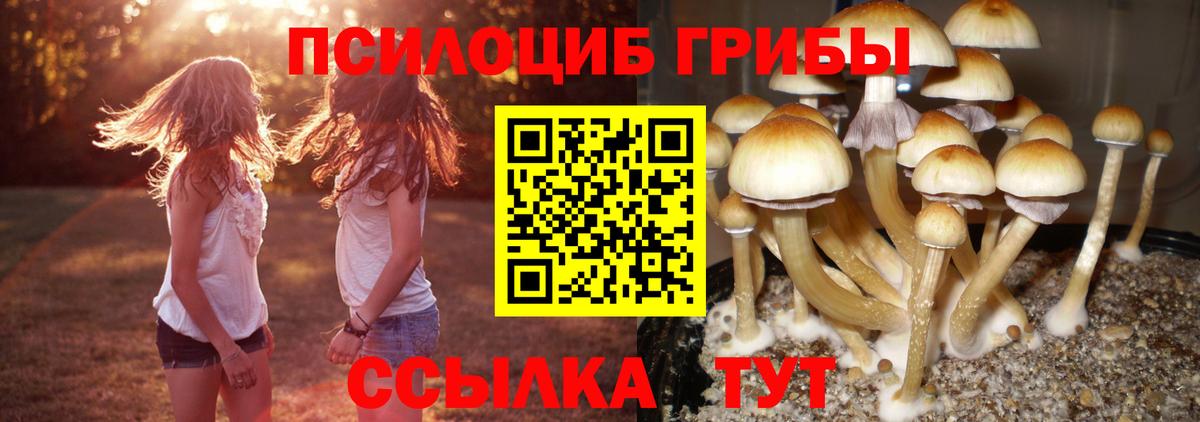 Псилоцибиновые грибы Psilocybe Воронеж